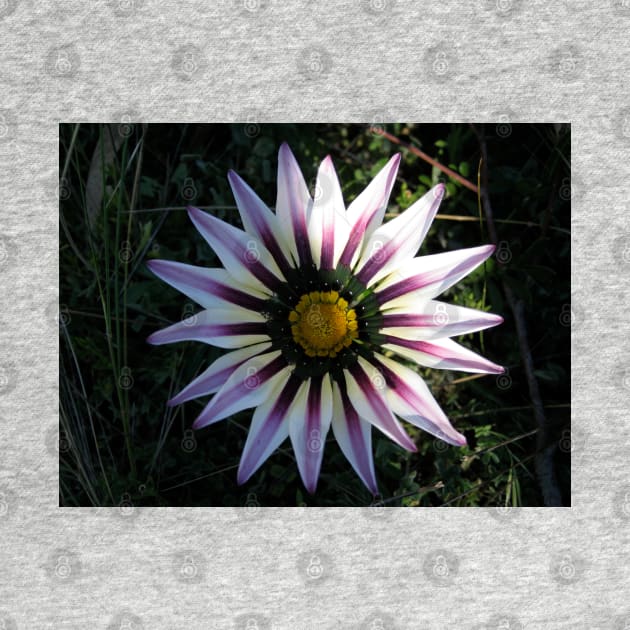 Gazania 7 by Heatherian